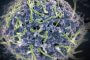 Merck Ebola Vaccine Approved in Europe